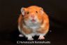 Hamsterhuette´s Toto